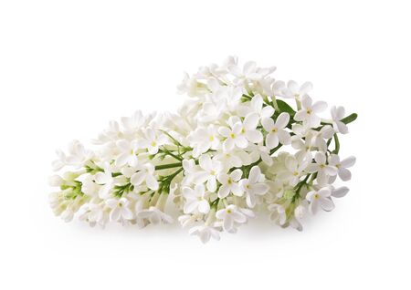 Beautiful branch of white lilac flowers isolated on a white backgroundの写真素材