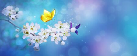 Beautiful branch of flowering apricot tree with yellow butterfly in blue or violet spring light background macro. Blue neon color image nature. Banner with copy space.の写真素材