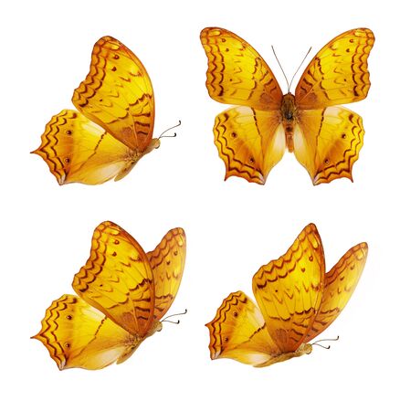 Set of four beautiful yellow butterflies. Orange Vindula erota butterfly isolated on white background. Butterfly with spread wings and in flight.の写真素材