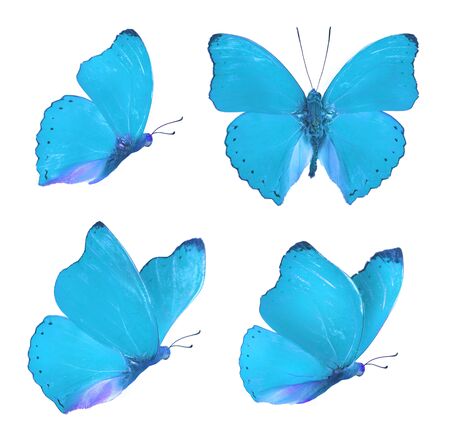 Set of four beautiful blue butterflies Cymothoe excelsa isolated on white background. Butterfly Nymphalidae with spread wings and in flight.の写真素材