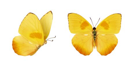 Two beautiful yellow butterflies Phoebis philea isolated on white background. Butterfly with spread wings and in flight.の写真素材