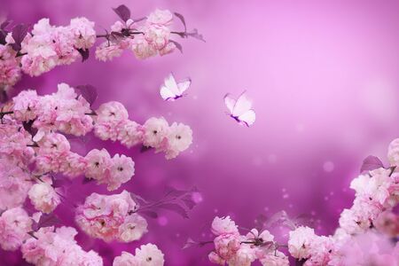 Branches of blossoming apricot on pink background with white butterflies. Beautiful floral spring abstract background of nature. For wedding, easter and spring greeting cards with copy spaceの写真素材