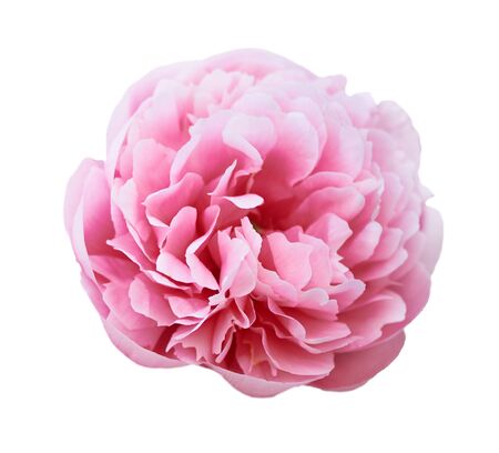 Beautiful peony flower on white background. Pink flower isolated.の写真素材