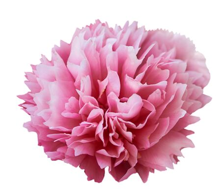 Beautiful peony flower on white background. Pink flower isolated.の写真素材