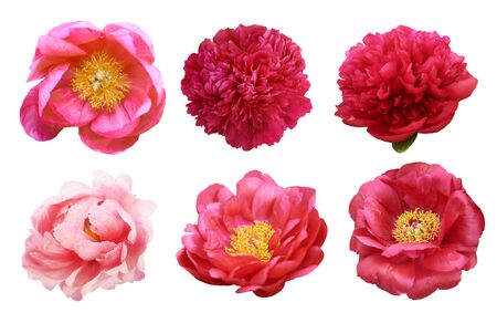 Beautiful peonies on white background. Pink flowers isolated.の写真素材