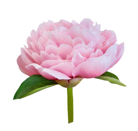 Beautiful peony flower on white background. Pink flower isolated.の写真素材