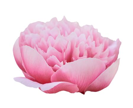 Beautiful peony flower on white background. Pink flower isolated.の写真素材