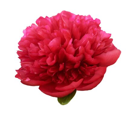 Beautiful peony flower on white background. Pink or red flower isolated.の写真素材