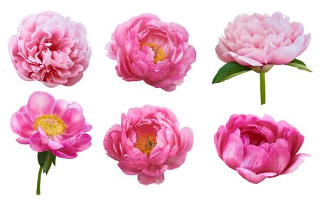 Beautiful peonies on white background. Pink flowers isolated.の写真素材