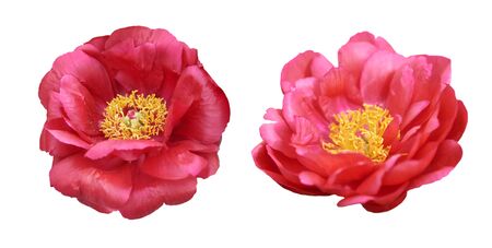 Beautiful peonies on white background. Pink flowers isolated.の写真素材