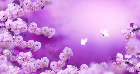 Branches of blossoming apricot on pink background with white butterflies. Beautiful floral spring abstract background of nature. For wedding, easter and spring greeting cards with copy spaceの写真素材