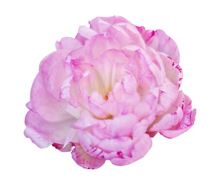 Beautiful peony flower on white background. Pink flower isolated.の写真素材