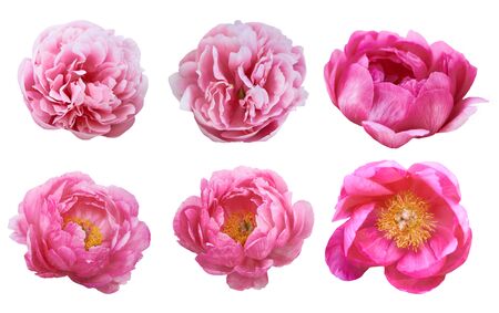 Beautiful peonies on white background. Pink flowers isolated.の写真素材