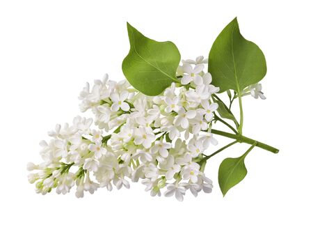 Branch of white lilac flower with fresh leaves isolated on white background.の写真素材