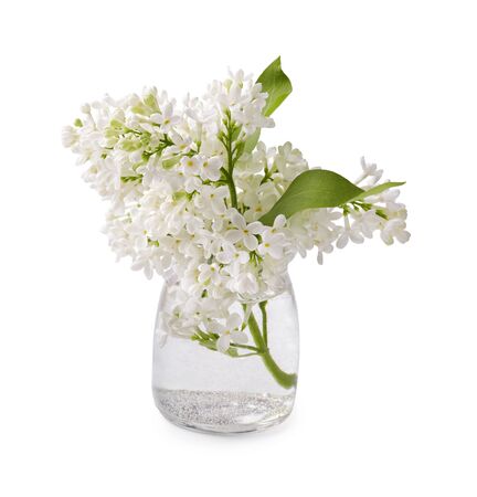 White lilac branches in a glass jar. Lilac flowers isolated on white background.の写真素材