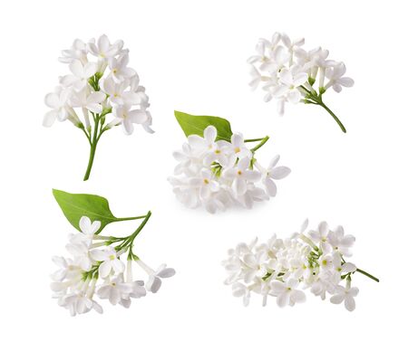 Set of blooming lilac. Branches of lilac flowers isolated on white background.の写真素材