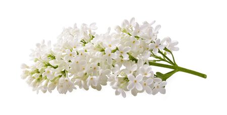 Branch of white lilac flowers isolated on white background.の写真素材