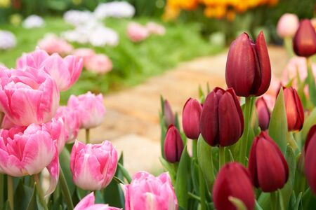 Beautiful garden background with tulips and and garden stone path. Tulip flowers on spring backgroundの写真素材