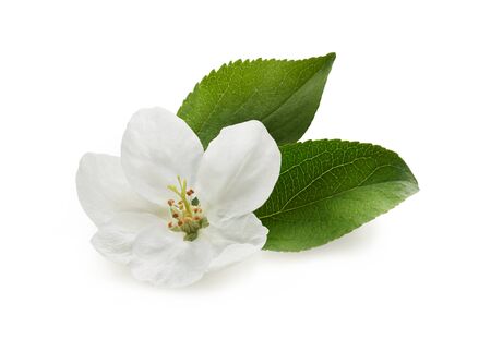 White apple flower with fresh green leaves isolated on white backgroundの写真素材