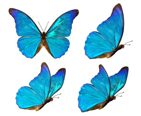 Set of four beautiful blue butterflies Cymothoe excelsa isolated on white background. Butterfly Nymphalidae with spread wings and in flight.の写真素材