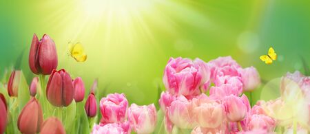 Spring floral template background with yellow butterfly and free space for text. Beautiful garden background in nature on meadow close-up in sunlight. Bright colorful image. Mixed media.の写真素材