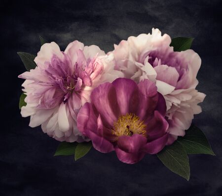 Vintage flowers. Peonies on black. Floral dark background. Baroque or art deco style floristic illustration. In Full Bloom.の写真素材