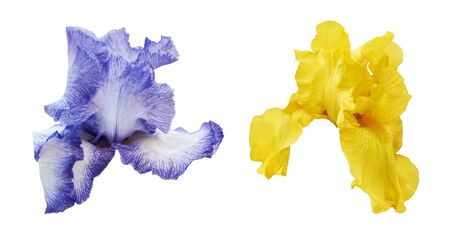 Iris flowers in blue and yellow color isolated on white background. Set of two beautiful irises.の写真素材