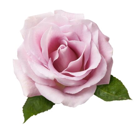 Beautiful rose flower isolated on white background. Pink flower with two fresh leaves of rose flower.の写真素材
