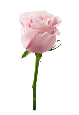 Beautiful rose flower isolated on white background. Rose bud on a green stem.の写真素材