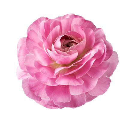 Ranunculus flower isolated on white background. Top view of beautiful pink buttercup flower.の写真素材