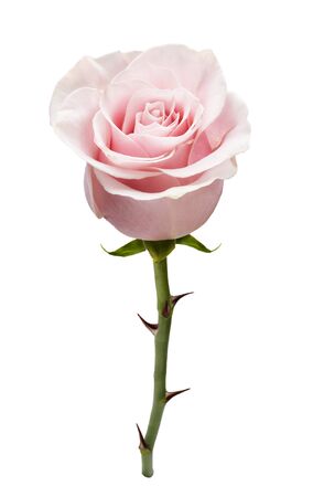 Beautiful rose flower isolated on white background. Rose bud on a green stem with thorns. Studio shot.の写真素材