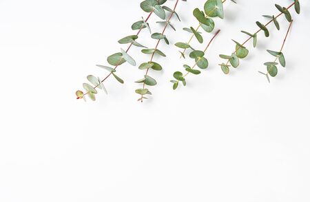 Frame of eucalyptus branches isolated on white background. Flat lay, top view. copy spaceの写真素材