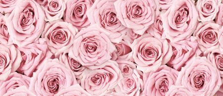 Background image of pink roses. Top view of rose flowers. Studio shot of flowers.の写真素材