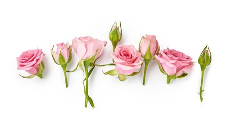 Rose flowers on white background. Top view of pink roses and rose buds.の写真素材