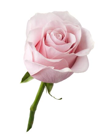 Beautiful rose flower isolated on white background. Rose bud on a green stem.の写真素材