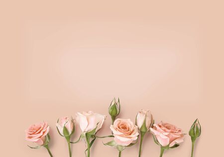Pink roses on warm rose color background. Holiday flower background for invitation, bannerの写真素材