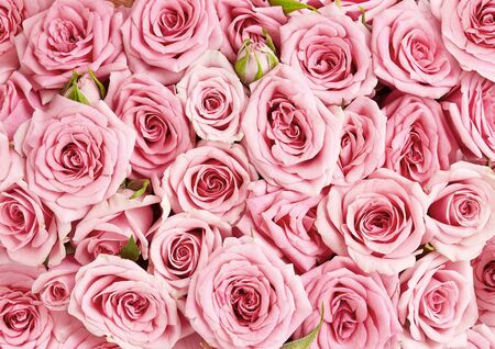 Background image of pink roses. Top view of rose flowersの写真素材