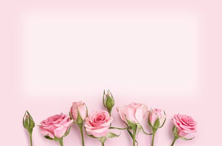 Pink roses on rose color background. Holiday flower background for invitation, bannerの写真素材