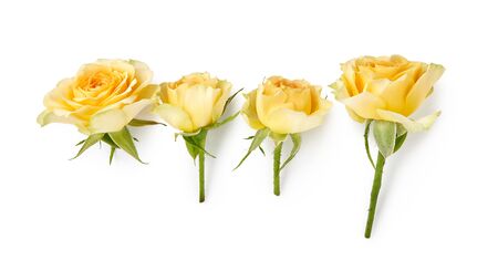 Yellow roses isolated on white background. Rose bud on a green stem. Studio shot.の写真素材