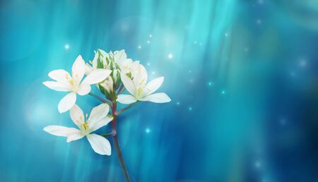 Beautiful white flower on blue background in spring or summer. Fantasy or magic wildlife image.の写真素材