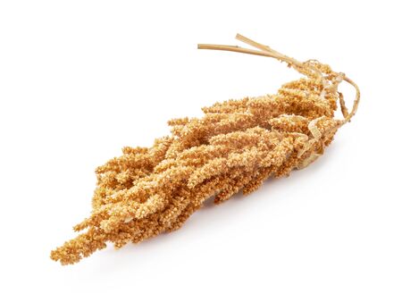 Spikelet of amaranth isolated on white background.の写真素材