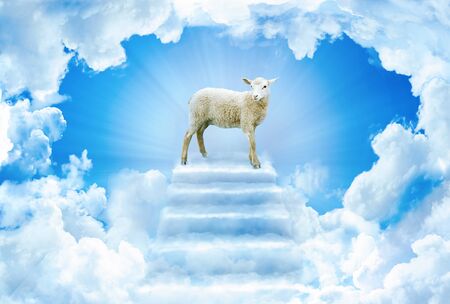 Feast of the Sacrif. Sheep on cloud stairway. Eid al-Adha Mubarak. Feast of the Sacrifice Greeting. Turkish: Kurban Bayraminiz Kutlu Olsunの写真素材