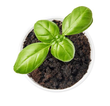 Basil plant planted in a pot. Basil leaves isolated on white backgroundの写真素材