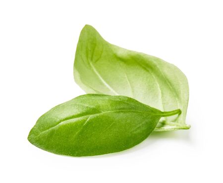 Two basil leaves isolated on white backgroundの写真素材