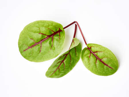 Fresh microgreen sorrel leaves. Red veined sorrel.の写真素材