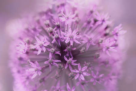 Blooming purple ornamental onion Allium hollandicum, Purple Sensation.の写真素材