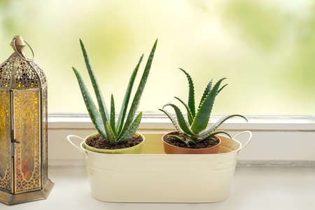 Green home house plants on windowsill. Collection of home aloe vera with lampの写真素材
