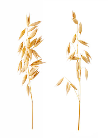 Ears of oats isolated on white background. Oat plant for package design.の写真素材