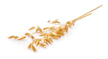 Ears of oats isolated on white background. Oat plant for package design.の写真素材