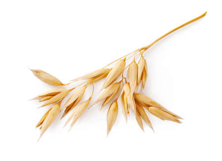 Ears of oats isolated on white background. Top view of oat plant.の写真素材